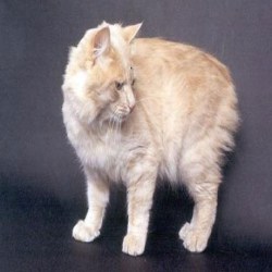Особенная порода кошек - Кимрик