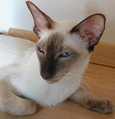 Балинезийская порода кошек