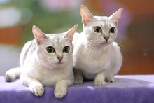 Кошки породы Бурмилла