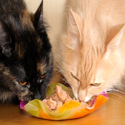 Кормление кошки - белковая пища