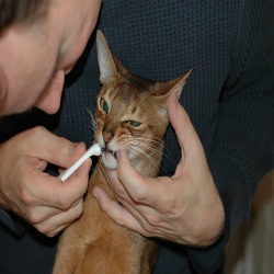 Появление зубного камня у кошек