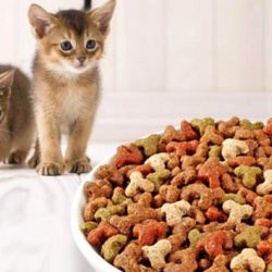 Как кормить маленького котенка