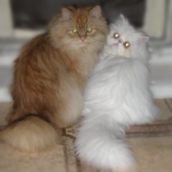 Персидская кошка - рекомендации по уходу