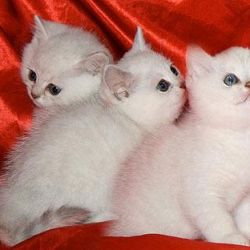 Особенности кошек британской породы
