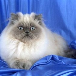 Роскошь персидской породы кошек 