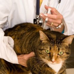 Зачем нужно проводить вакцинацию кошек? 