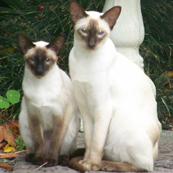 Самые популярные породы кошек: сиамская