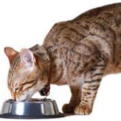 Чем и как правильно кормить кошку?