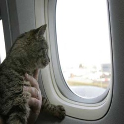 Путеществие самолетом с кошкой