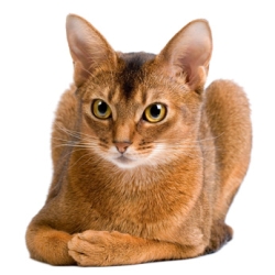 Абиссинская кошка: о породе