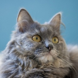 Сибирская кошка - пушистая порода