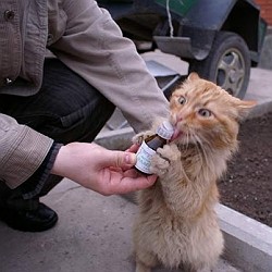 Валериана для кошки: наркотик или забава