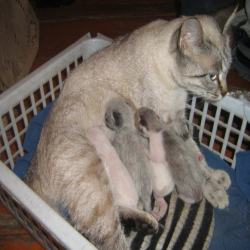 Уход за домашней кошкой после родов 