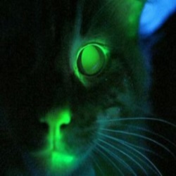 Ученые вывели светящихся кошек