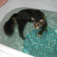 Советы по купанию котов и кошек 