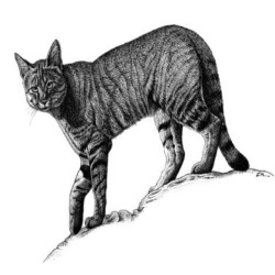 Породы первых крупных диких кошек