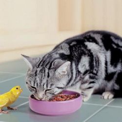 Правила кормления домашней кошки