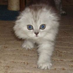 Воспитание котенка сибирской кошки