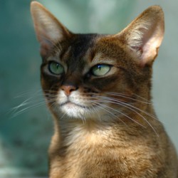 Абиссинская кошка. Фото 1