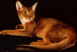 Абиссинская кошка. Фото 2