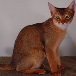 Абиссинская кошка. Фото 3