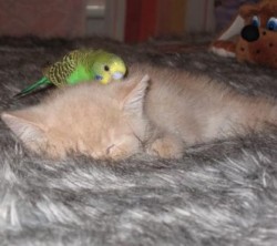 Как кошка с попугаем дружили!