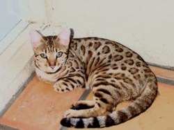 Бенгальская кошка. Фото 1