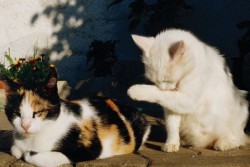 Кошка и кошка
