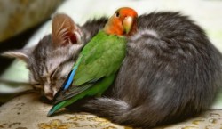 Кошка и птица