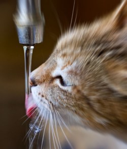Ваша кошка пьет воду из-под крана?
