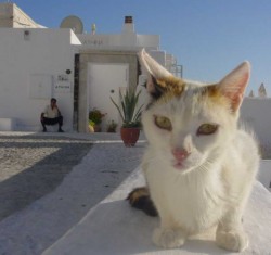 Кошки в Греции. Фото2