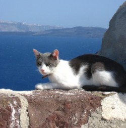 Кошки в Греции