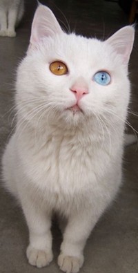 Кошки с разными глазами