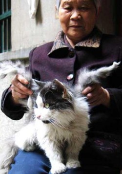 Кошки в Китае