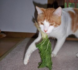 Кошки-вегетарианцы