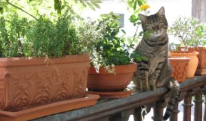 Домашняя кошка и растения. Фото 2