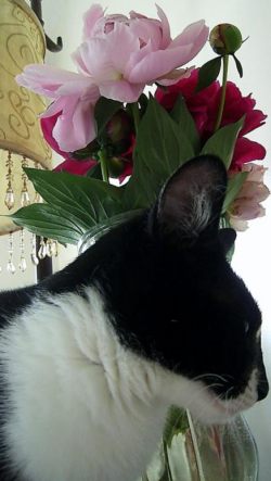 Домашняя кошка и растения. Фото 1