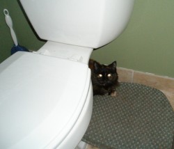 Выбираем наполнитель для кошачьего туалета