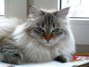Сибирская кошка Клеопатра Невское Чудо