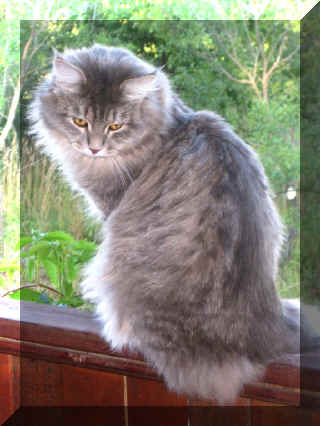 Сибирский кот Дункан Шарм Сибири