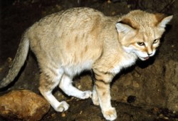 Котенок камышового кота. Фото 1