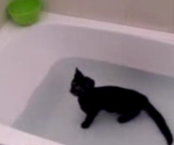 Как приучить кошку к воде и научить ее плавать