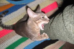 Как отучить кошку кусаться и царапаться