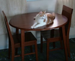 Как отучить кошку от привычки лазить по столам