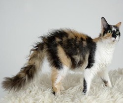 Кошка Ла перм. Фото 2