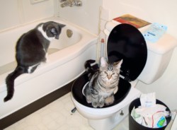 Учим котёнка пользоваться туалетом