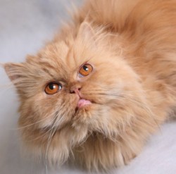 Персидская кошка фото
