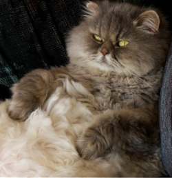Персидская кошка. Фото 1