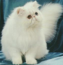 Персидская кошка. Фото 2