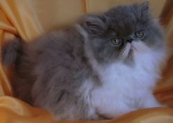 Персидская кошка. Фото 3